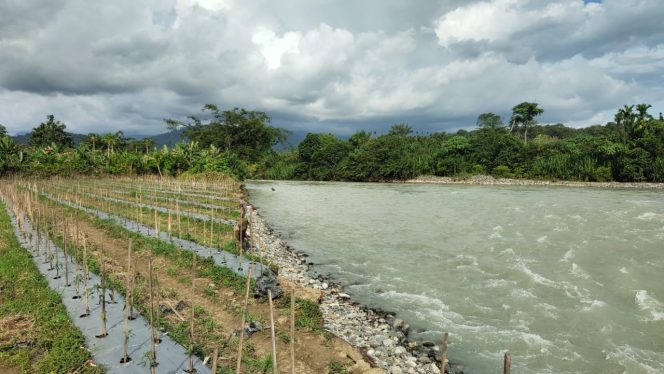 
					Keganasan DAS Krueng Nagan, Areal Kebun dan Sawah Warga Kini Mulai Jebol