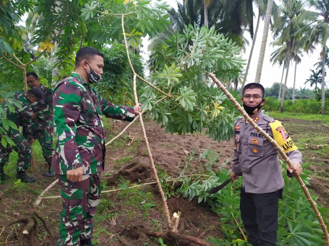 
					Dandim dan Kapolres Nagan Raya Panen Ubi Kayu