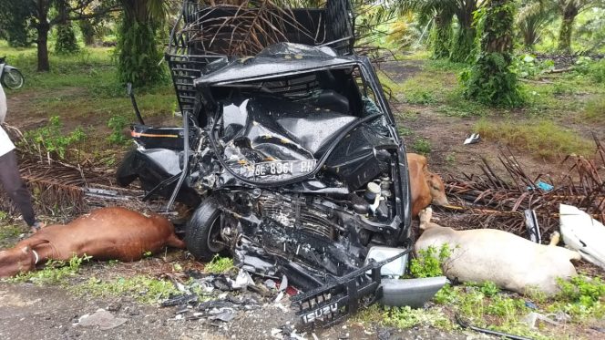 
					Breakingnews: Hilang Kendali, CRV Tabrak Pick Up Bermuatan Sapi di Teunom