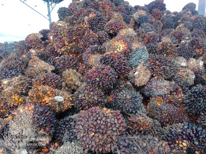 
					Perihal Pengawasan Harga TBS, Kadisbun Nagan Raya: Sudah Rakor dengan PMKS