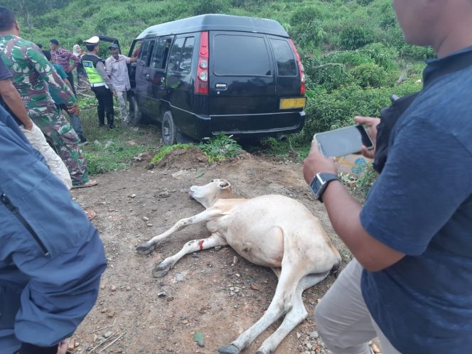 
					Sapi Jalanan di Aceh Jaya Sebabkan Pengendara Septor ini Meninggal Dunia