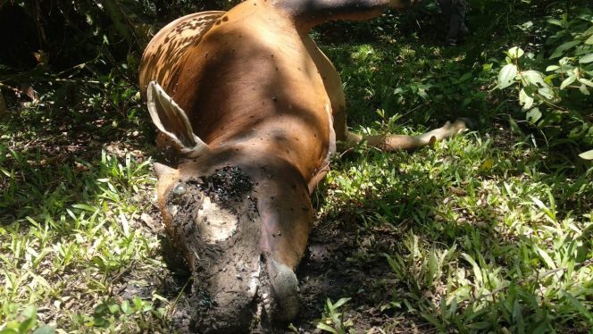
					Warga Aceh Jaya Dikejutkan dengan Kematian Sapi, Diduga Dimangsa Harimau