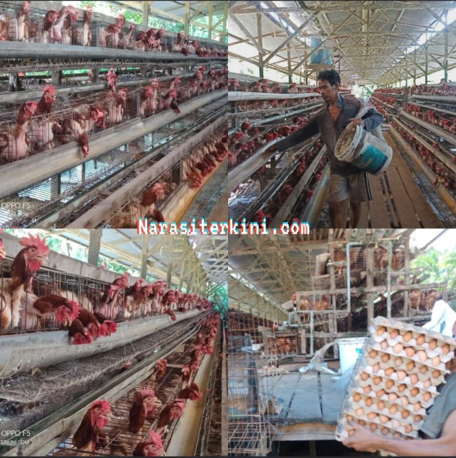 
					BUMG Cot Kumbang Berhasil Produksi 1500 Telur Ayam Perhari, Permintaan Pasar Tak Terpenuhi