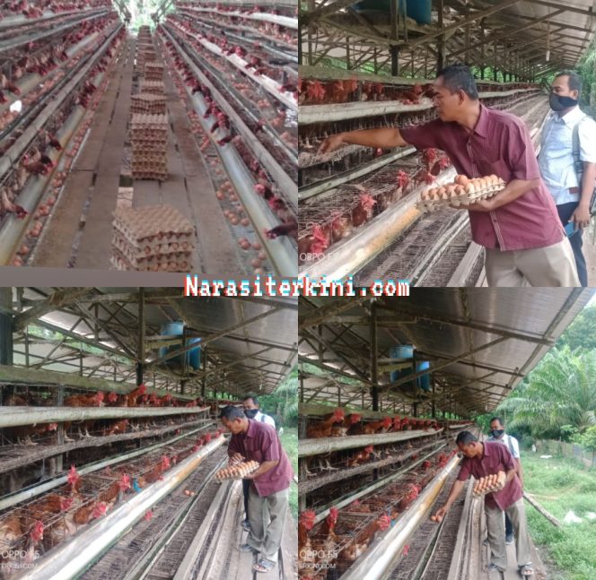 
					Usaha Ayam Petelur, BUMG Cot Kumbang Mampu Meraih Omset 57 Juta Perbulannya
