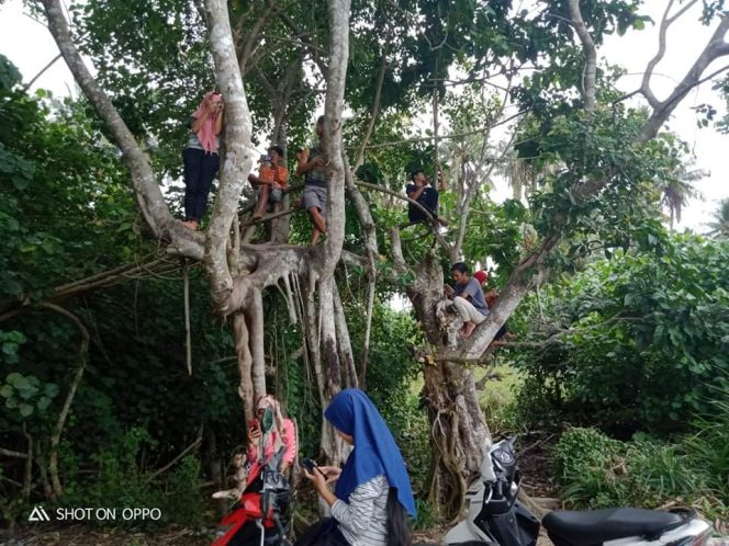 
					Viral, Akses Internet Sulit Mahasiswa Simeulue Kuliah Diatas Pohon