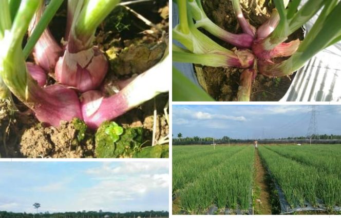 
					Melawan Mitos, Rumah Tani Amirudin Telah Panen Perdana Bawang di Aceh Barat