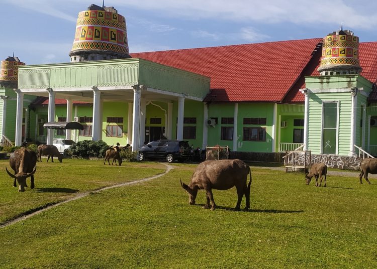 Hewan ternak berkeliaran di perkarangan kantor Dinas Pendidikan Kabupaten Aceh Barat Selasa (19/7/2022) foto/Dani