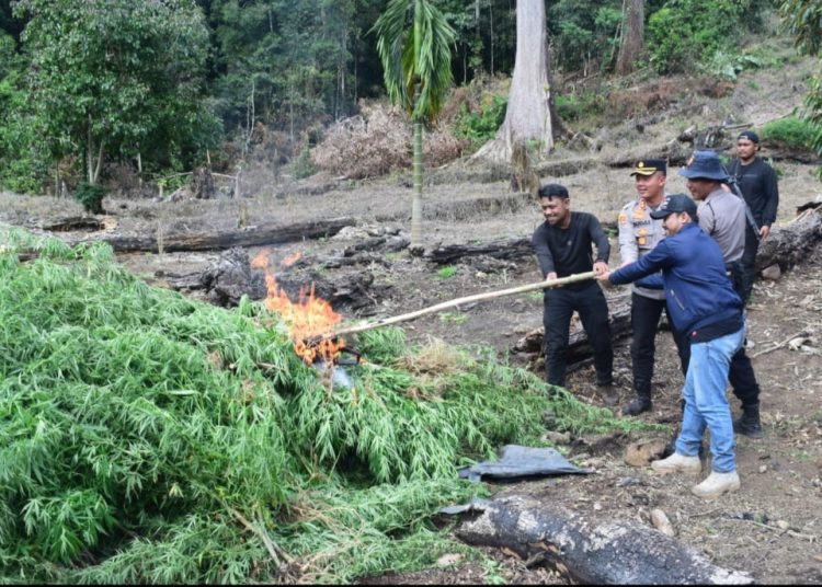 Kapolres Aceh Barat Musnahkan 32 Hektar ladang ganja di Betong Ateuh, Kabupaten Nagan raya Selasa (7/3/2023) foto dani
