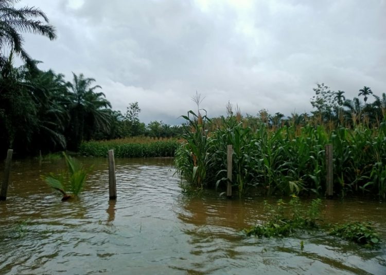 Puluhan Hektar Lahan Jagung Terendah Banjir Di Desa Cot Bayu, Kecamatan Trumon Tengah, Kabupaten Aceh Selatan, Minggu (19/11/2023) foto/ist