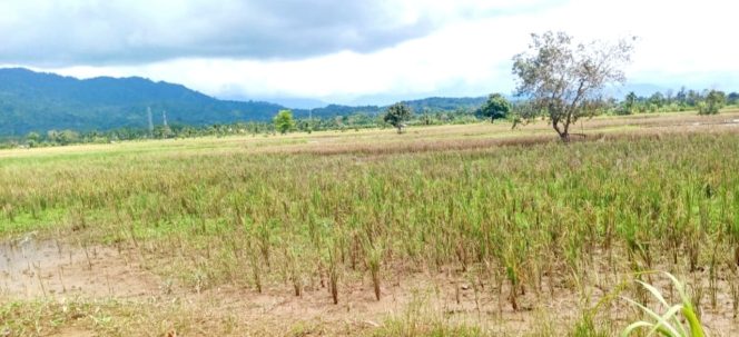 
					Puluhan Hektare Sawah di Abdya Terancam Gagal Panen