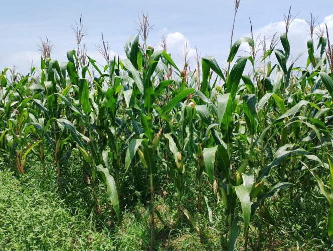 
					Lahan KIT Nagan Raya Disulap Jadi Kebun Jagung Pakan Ternak, Prediksi Panen Capai 21ton 