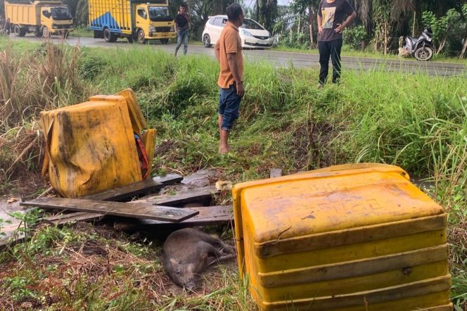 
					Pick Up Terperosok ke Jurang, Puluhan Babi Berhasil Melarikan Diri Hingga Toke Babi Rugi Puluhan Juta