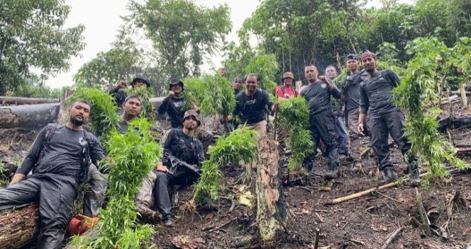 
					Berawal dari Informasi Warga, Satres Narkoba Polres Aceh Selatan Berhasil Musnahkan Satu Hektare Ladang Ganja