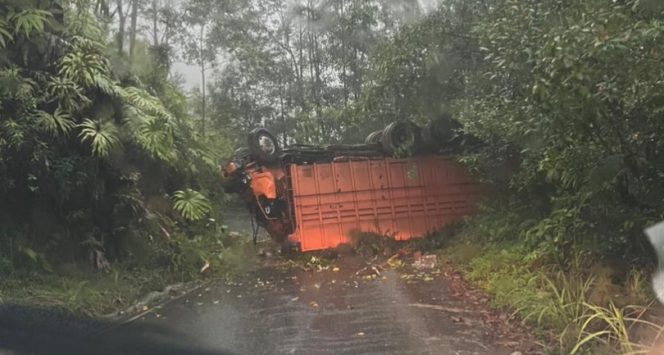 
					Hilang Kendali, Truck Fuso Muatan bibit Sawit Terbalik Hingga Menutupi Badan Jalan