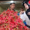 Cabai Merah di Pasar bina usaha Meulaboh,  Kabupaten Aceh Barat /Foto :Dani