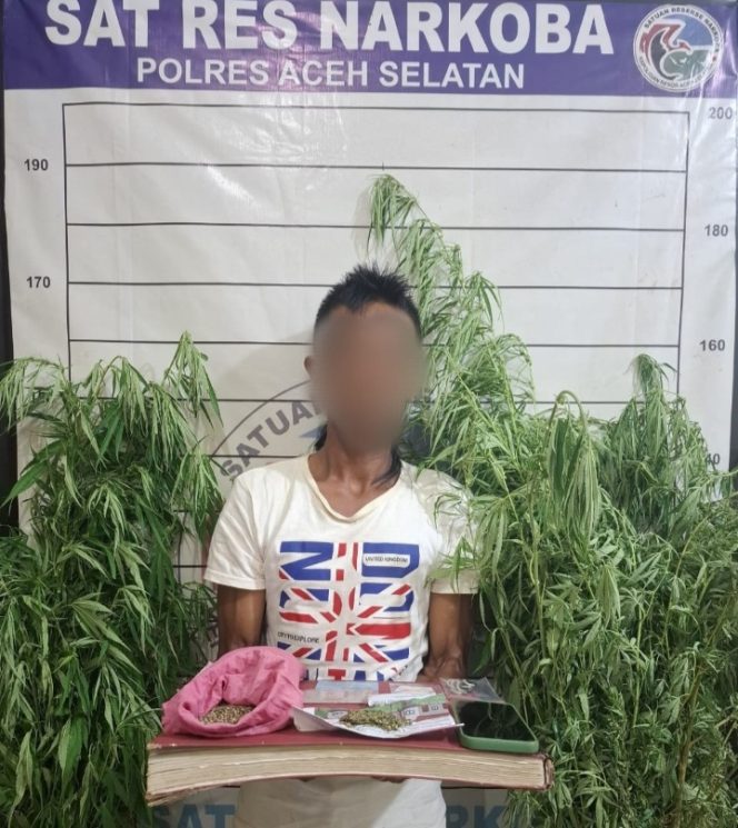 
					Tanam Ganja di Kebun Nilam, Seorang Petani di Aceh Selatan Diamankan Sat Resnarkoba Polres Setempat