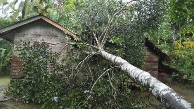 
					Akibat Angin Kencang, Satu Unit Rumah Milik Warga Aceh Barat Tertimpa Pohon