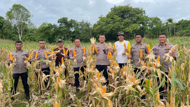 
					Brimob Aceh Panen Jagung di Nagan Raya