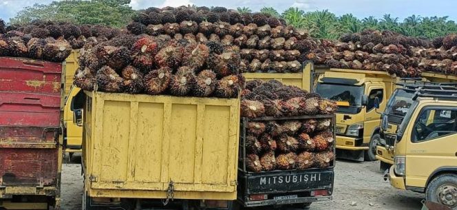 
					Berbagai Upaya PKS Menyikapi “Banjir TBS”, Mulai dari Tak Terima Buah Masyarakat Hingga Harga Turun Saat Antrian Panjang Terlihat