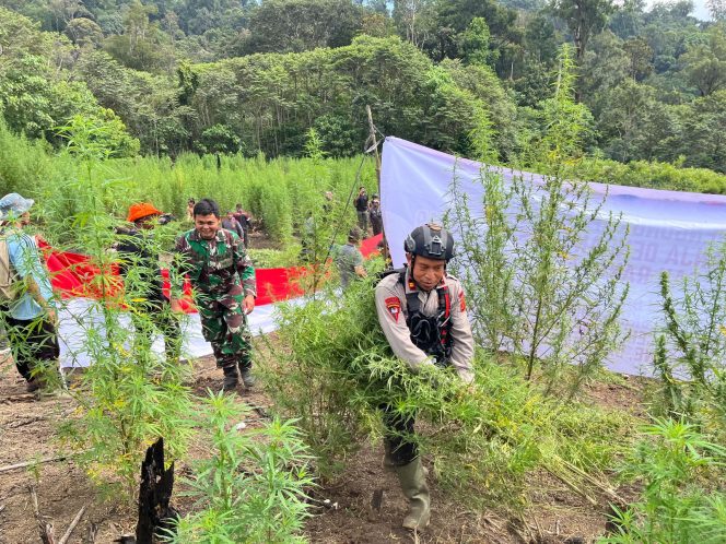 
					Brimob Polda Aceh Ungkap 25 Hektare Ladang Ganja, Sita 180 Ton Barang Bukti di Nagan Raya