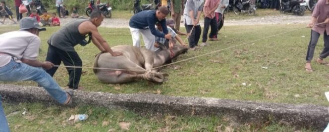 
					Panitia Qurban Masjid At-Taqwa Muhammadiyah Cabang Panton Paoh Laksanakan Penyembelihan 12 Ekor Hewan