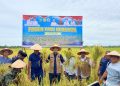 Komitmen Dukung Ketahanan Pangan, Bupati Mirwan Turun Langsung Kesawah