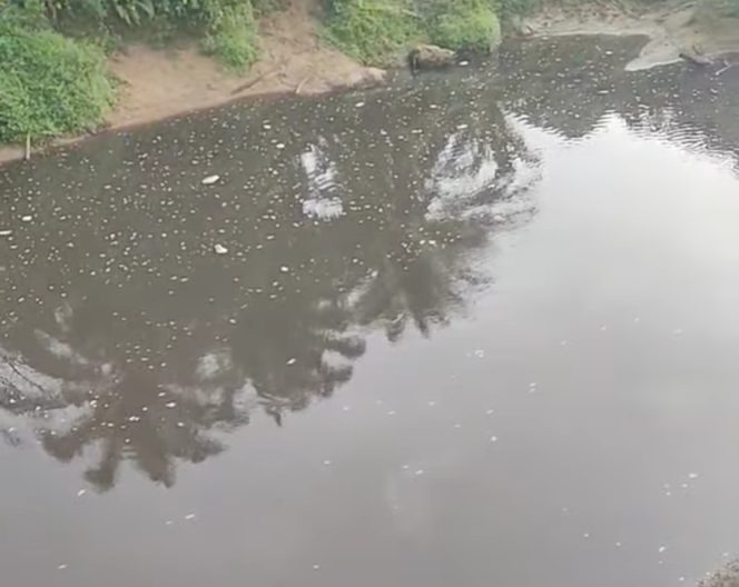 
					Diduga Terkontaminasi Limbah Pabrik, Air Sungai Alue Bata Terlihat Hitam Pekat dan Berbusa