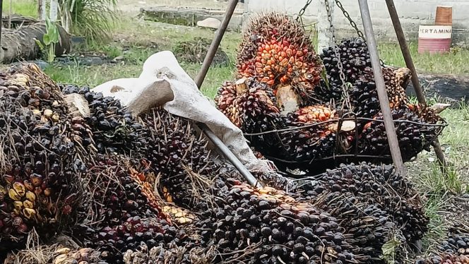 
					Gubernur Harus Monev Satgas TBS: Jangan Biarkan PKS di Nagan Raya Kebal Hukum Soal Rendah Harga Beli Sawit