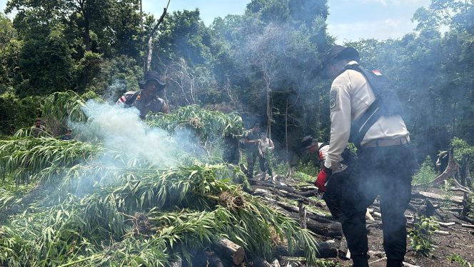 
					Didampingi Waka dan Ketua Bhayangkari, Kapolda Aceh Ikut Serta Musnahkan Ladang Ganja Siap Panen di Aceh Besar
