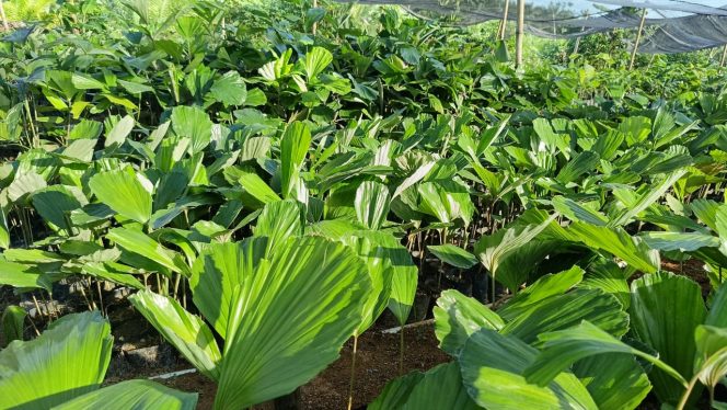 
					Geuchik Nada: Budidaya Aren Genjah, Penghasilan Jauh Mengalahkan Kebun Sawit