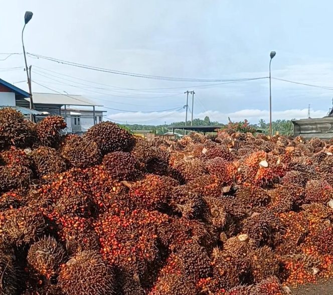 
					Terkait Perintah Naikkan Harga TBS PT SPS Tak Indahkan Penegasan Bupati, PT Socfindo dan Kallista Alam Tak Beli TBS Masyarakat