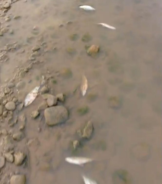 
					Diduga Terkena Air Limbah Pabrik Kelapa Sawit, Disepanjang Krueng Tadu Berjejer Ikan Mati